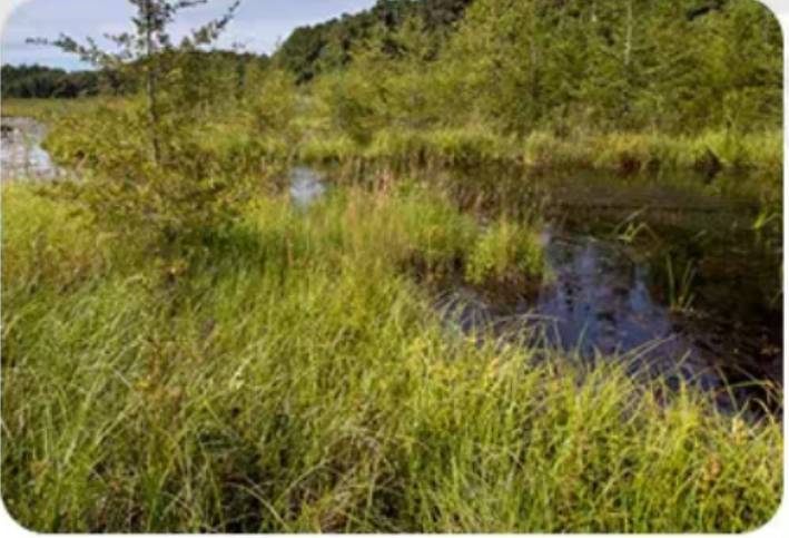 Wetland grass cutting scene